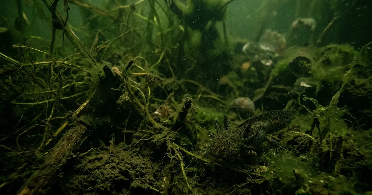 Wild type axolotl in murky natural habitat water representing endangered status