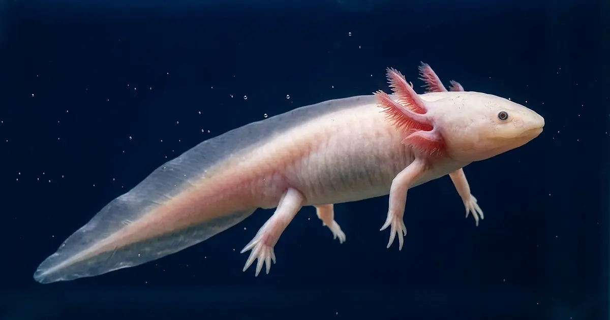 Side view of axolotl swimming displaying full anatomy gills legs and tail