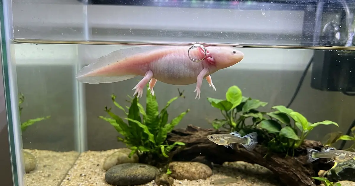 Axolotl floating unnaturally at water surface with slight body bloating