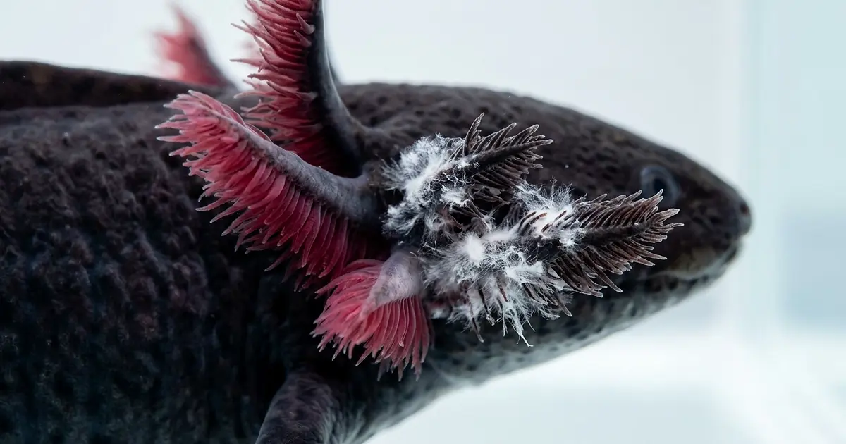 Close-up of axolotl gills showing white cotton-like fungal growth patches