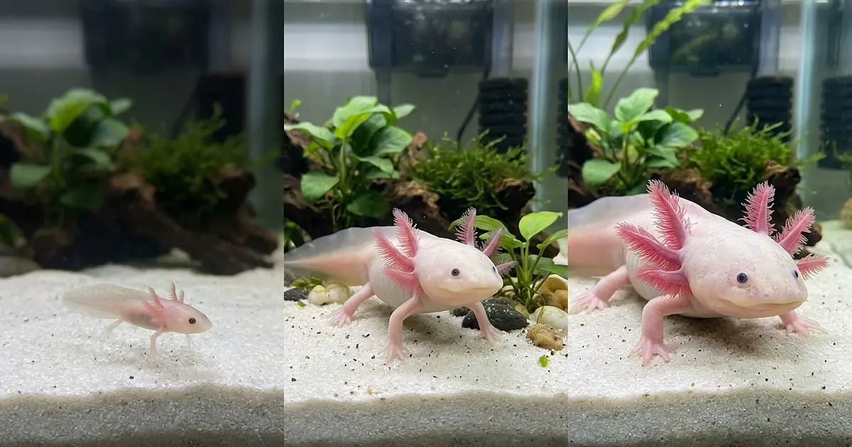 Axolotl life stages from juvenile larva to fully mature adult side by side