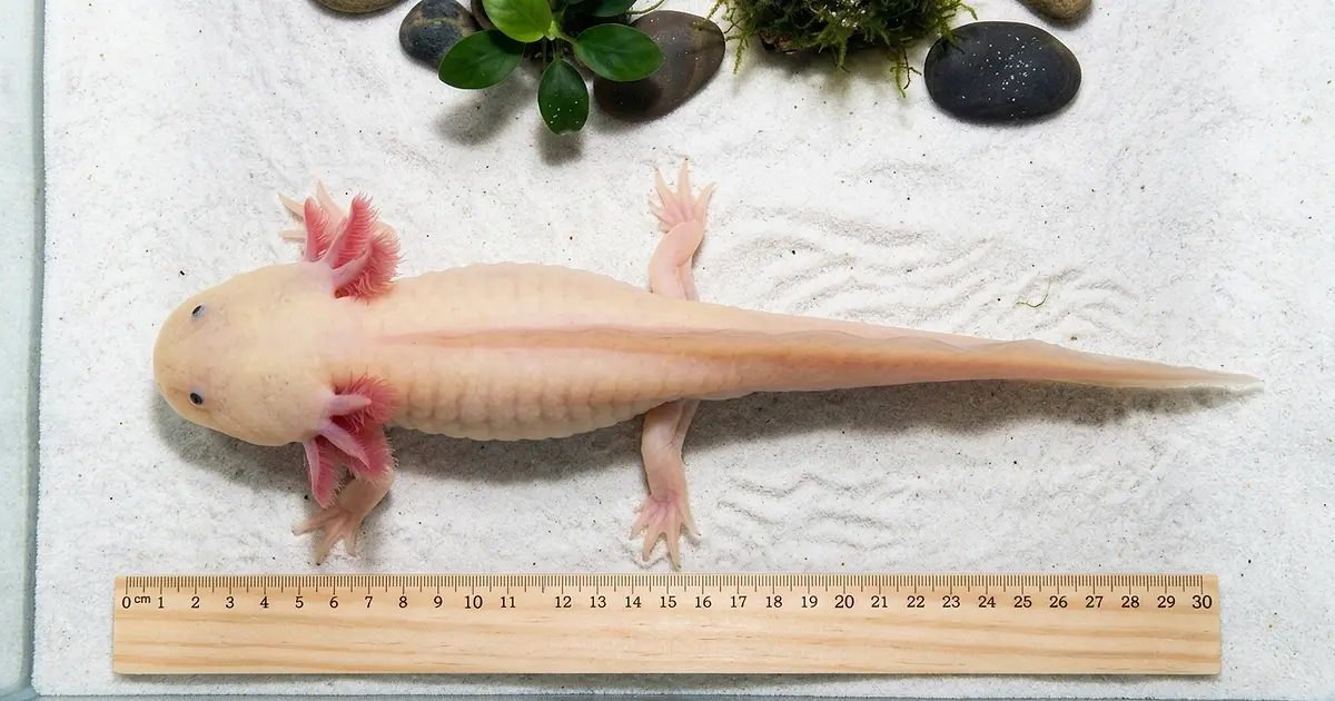 Large adult axolotl stretched out showing full body length on white sand