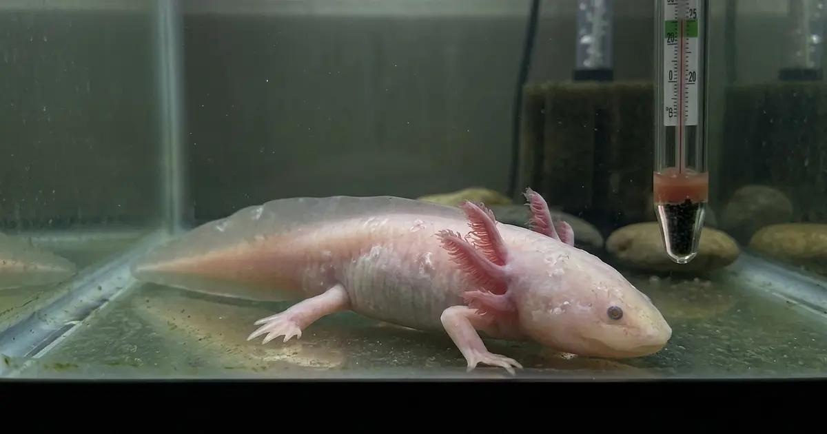 Sick axolotl with curled gills and patchy skin showing common illness signs